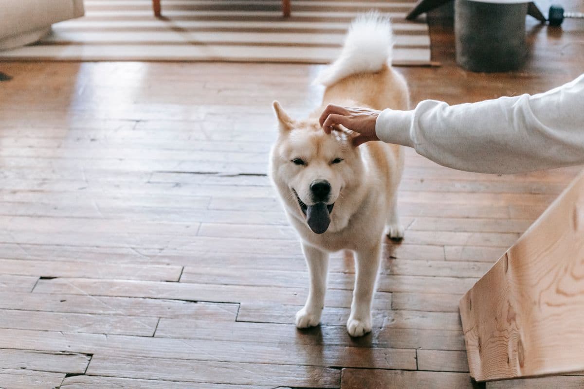 Cachorro de porte médio caminhando pela sala enquanto recebe carinho na cabeça