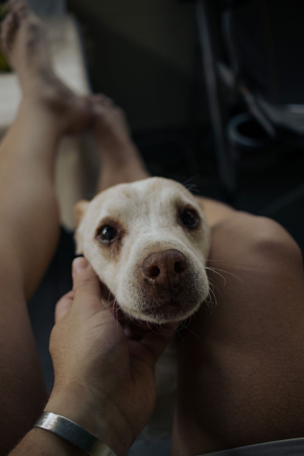 Cachorro de pelo claro recebendo carinho no rosto de seu tutor