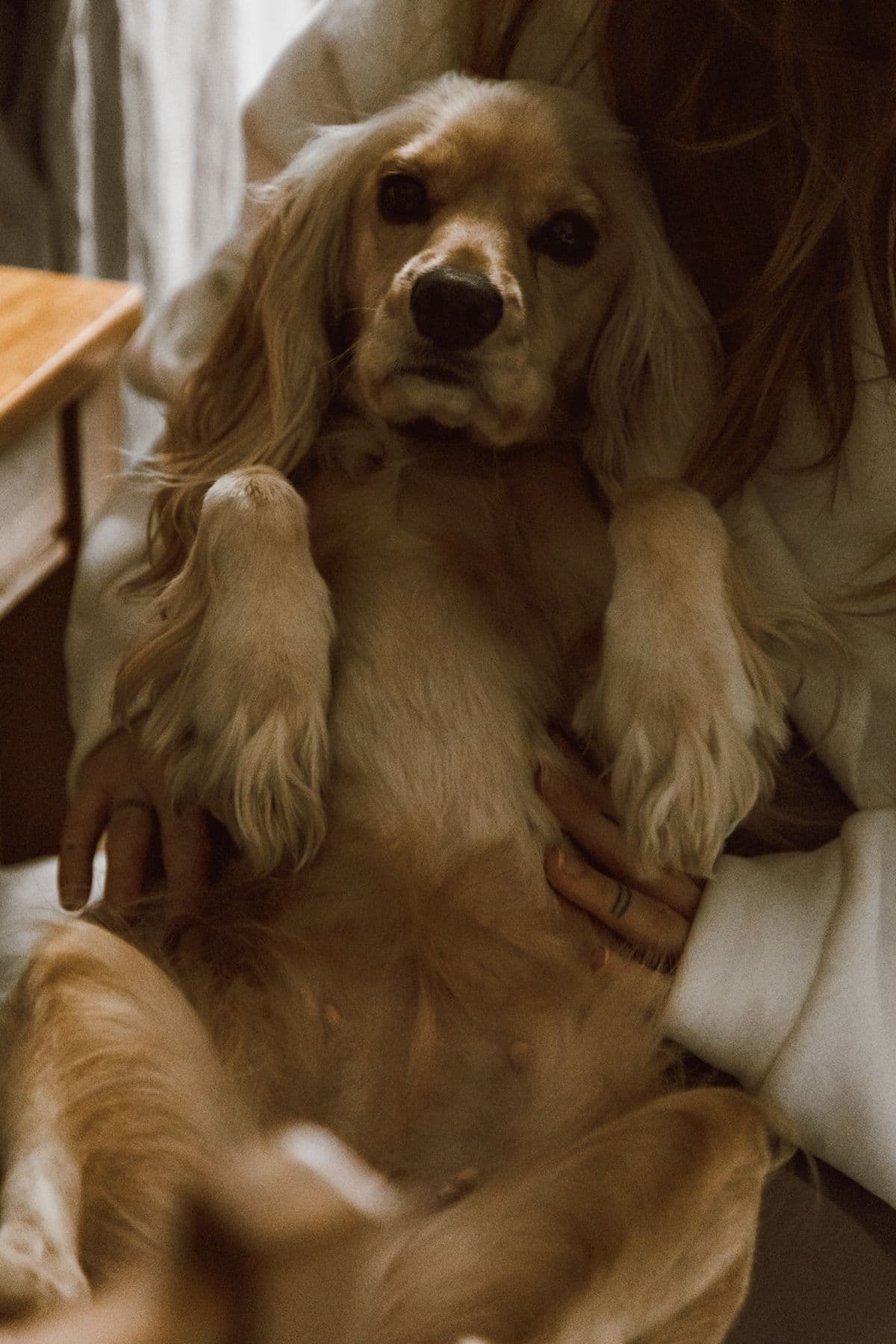 Cachorro de pelo dourado deitado no colo de sua tutora, relaxado