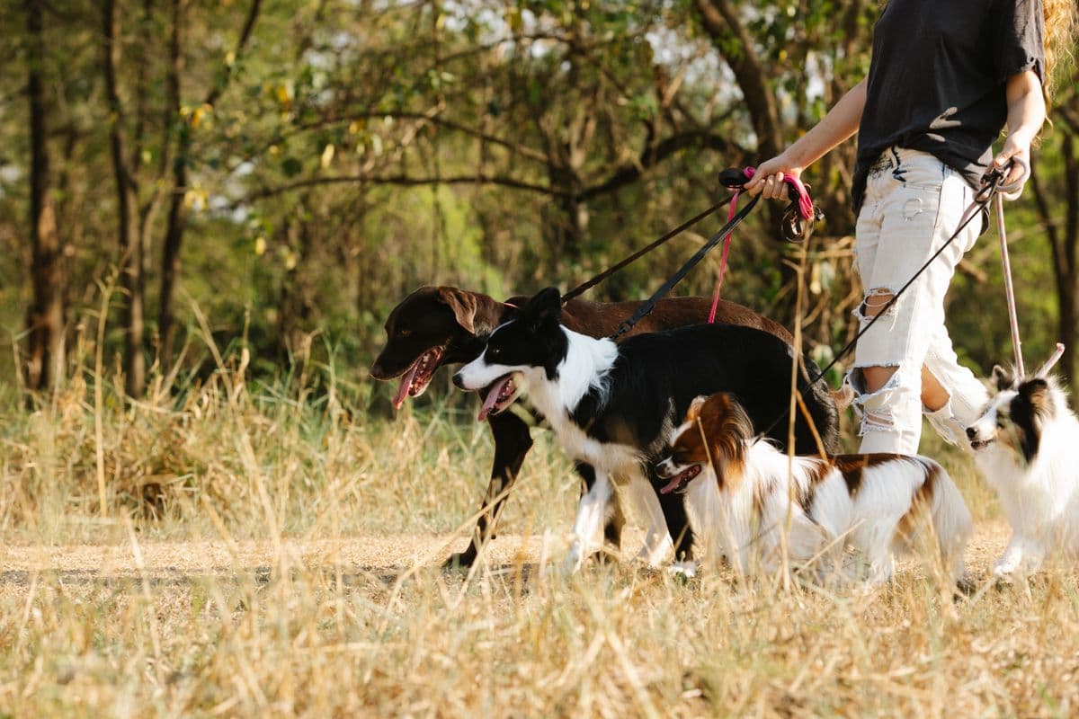 Cuidadora caminhando com cães na guia por uma trilha arborizada em dia de sol