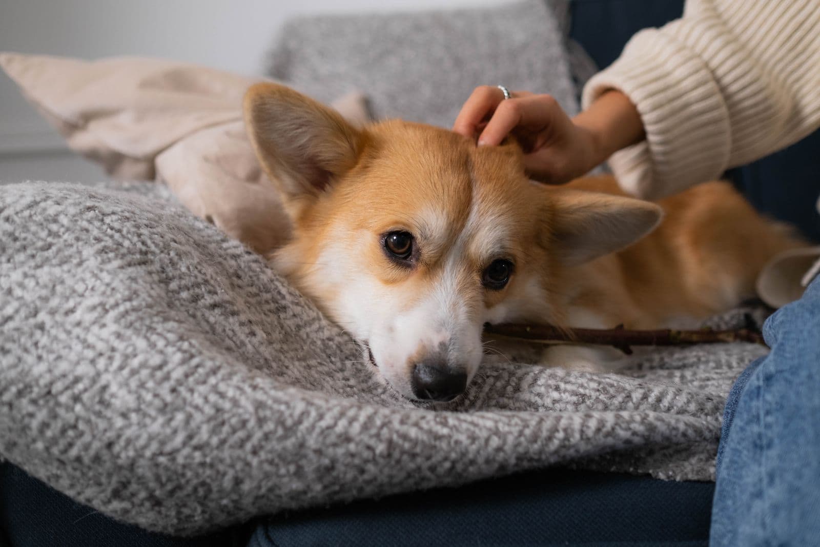 Cão corgi deitado em uma manta recebendo carinho na cabeça, com expressão relaxada