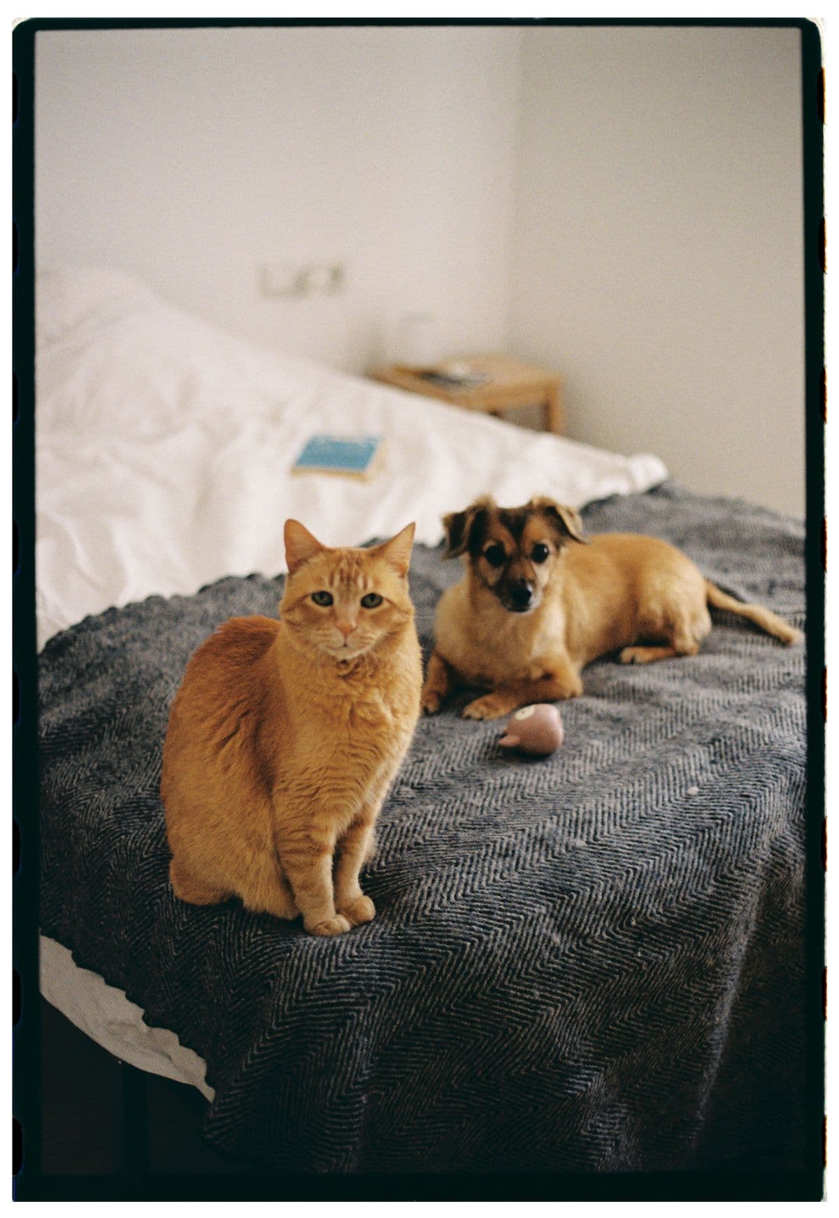 Gato laranja e cachorro de pequeno porte descansando lado a lado sobre a cama, em um quarto tranquilo