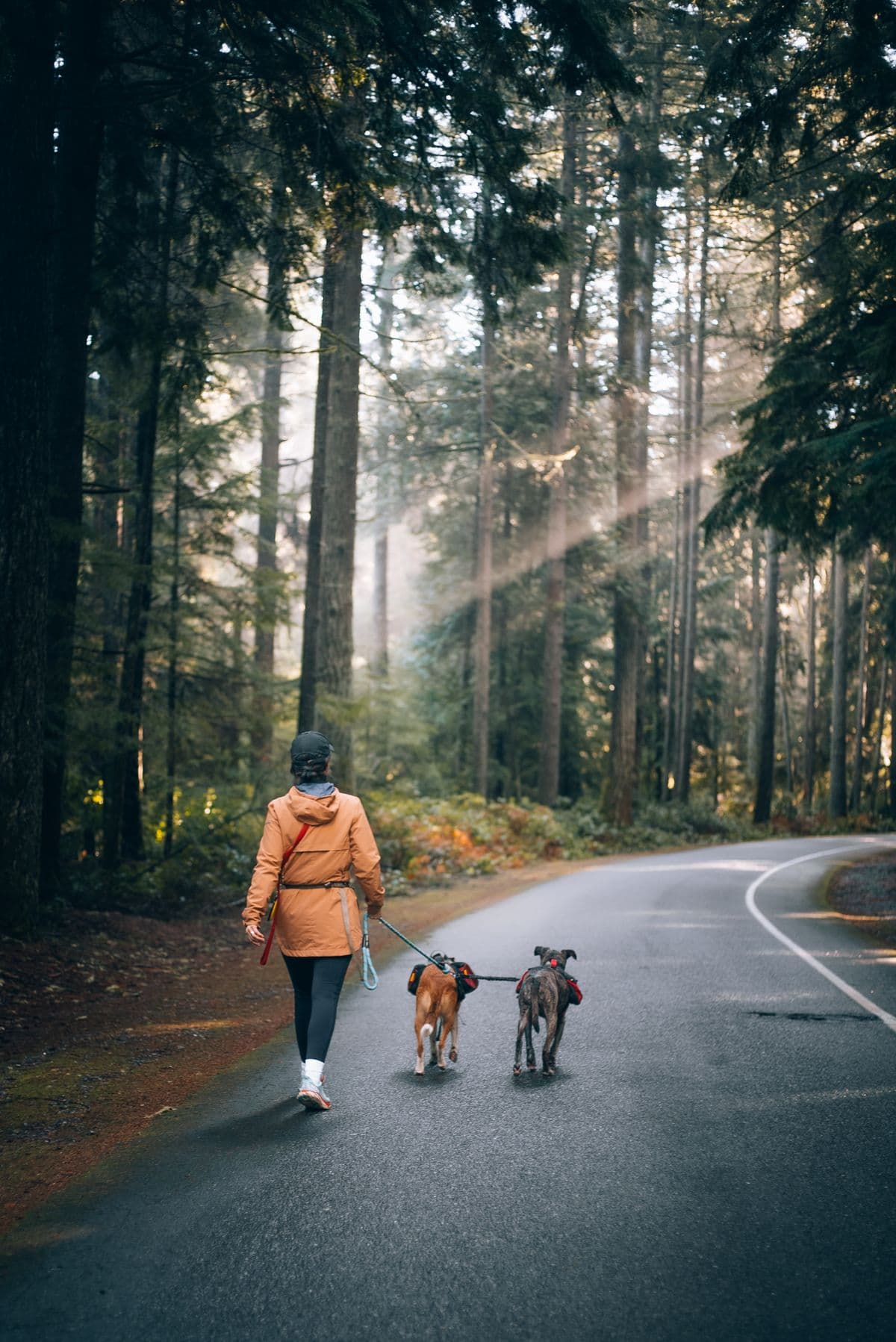 Pessoa de casaco caminhando com dois cães na guia por uma estrada arborizada de manhã cedo