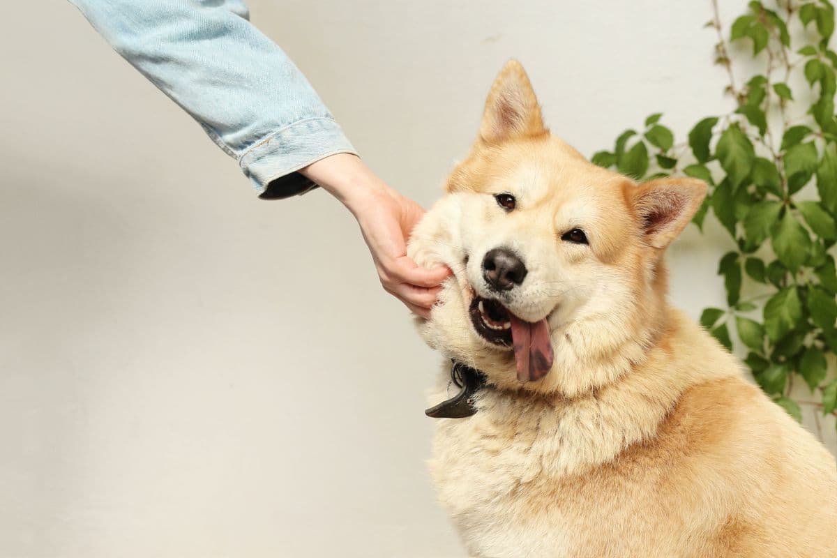 Mão de uma pessoa fazendo carinho no queixo de um cachorro de pelo claro, que retribui com expressão tranquila