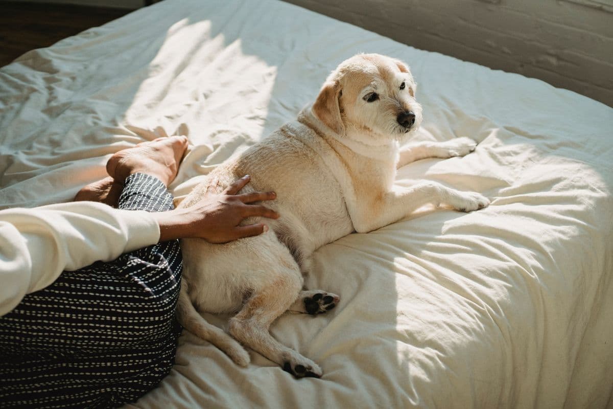 Cachorro deitado tranquilamente sobre a cama iluminada pelo sol, recebendo carinho da tutora
