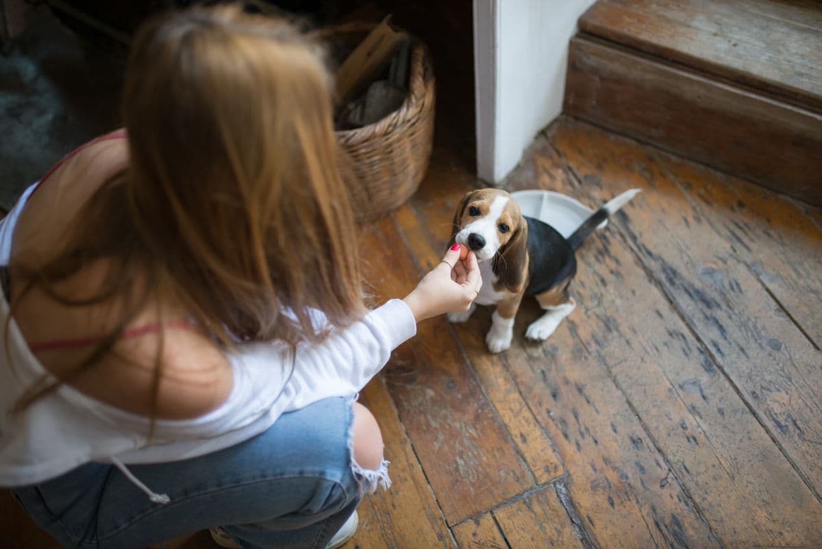 Pessoa agachada oferecendo comida a um filhote de beagle ao lado do pote, no piso de madeira da cozinha